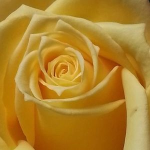 Meet your Posher, Annette